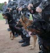 CPCães prende grupo suspeito de efetuar assalto, apreende arma de fogo e recupera veículo na AIS 09