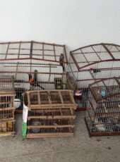 Após denúncias, BPMA resgata 23 pássaros silvestres em cativeiro ilegal em Itapipoca