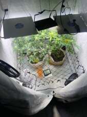 PMCE apreende duas plantas de maconha e estufa em imóvel abandonado no bairro Tabuba, em Caucaia