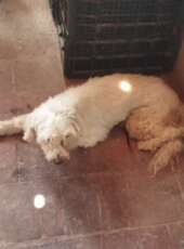 Cadela vítima de maus-tratos é resgatada pela Polícia Militar no Crato