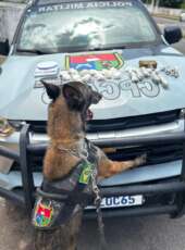 Policiamento com cães da PMCE apreende drogas em casa abandonada no bairro Mutirão, em Crato
