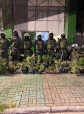 PMCE apreende plantação de maconha em estufa e simulacros de arma de fogo em Caucaia
