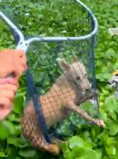 BPMA resgata cão preso no Rio Cocó, em Fortaleza