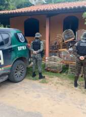 BPMA apreende 21 aves silvestres mantidas em cativeiro na zona rural de Crato