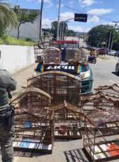 BPMA da PMCE resgata 16 aves silvestres mantidas irregularmente em cativeiro no Crato
