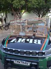 BPMA apreende espingarda e aves silvestres mantidas em cativeiro e conduz homem em Ipaporanga
