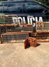 BPMA da PMCE resgata nove aves silvestres mantidas irregularmente em cativeiro em São Benedito